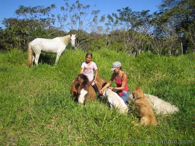 For Sale Beautiful 70 000 M2 Horse Farm Close To The Beach In Mal Pais 