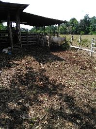 Farm, very flat with 45 hectares only 4 km from Playa Rincon