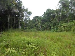 2.8 ha farm with meadow and forest near Golfo Dulce